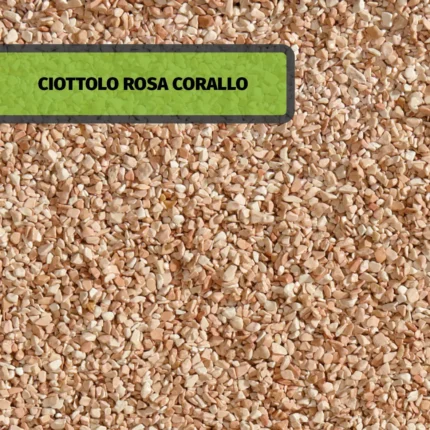 CIOTTOLO ROSA CORALLO